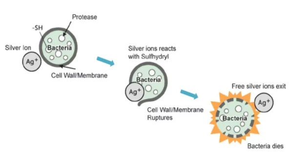 Antibacterial Diagram